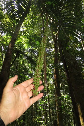 Image of Laccospadix australasicus by (c) coenobita, some rights reserved (CC BY)