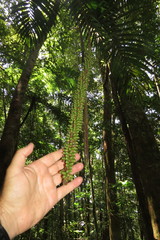 Laccospadix australasica