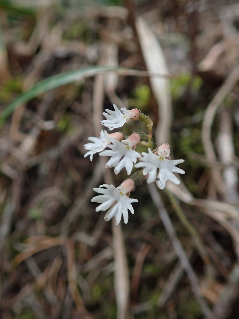 Cheirostylis flabellata