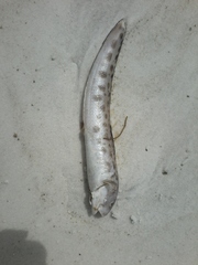 Ophidion grayi