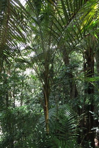 Image of Laccospadix australasicus by (c) coenobita, some rights reserved (CC BY)
