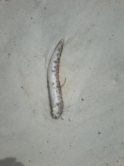 Ophidion grayi