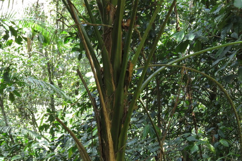 Image of Laccospadix australasicus by (c) coenobita, some rights reserved (CC BY)