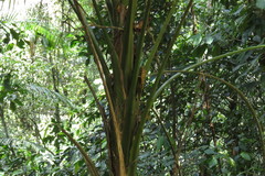 Laccospadix australasica