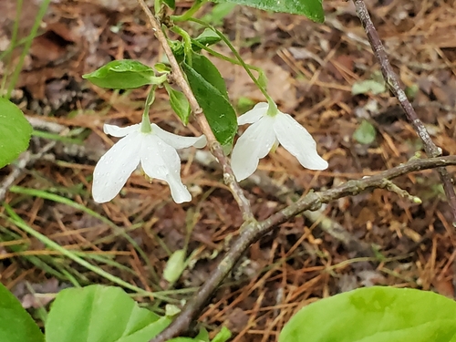 Image of Halesia diptera by no rights reserved