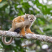 Common Squirrel Monkey - Photo (c) Ingmar van der Brugge, some rights reserved (CC BY-NC-ND), uploaded by Ingmar van der Brugge