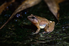 Hill-Forest Frog photo 2