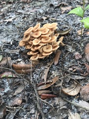 Desarmillaria caespitosa image