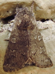 Psaphida rolandi