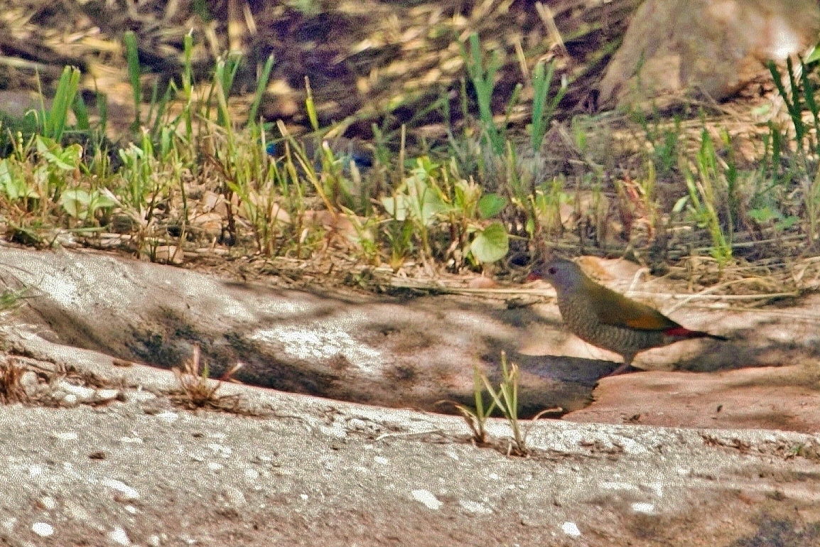 Orange-winged Pytilia (Pytilia afra), photo 2
