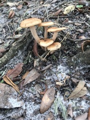 Desarmillaria caespitosa image