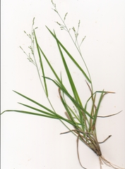 Panicum diffusum