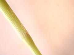 Panicum diffusum