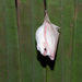 Murciélago Blanco Norteño - Photo (c) Ingmar van der Brugge, algunos derechos reservados (CC BY-NC-ND), subido por Ingmar van der Brugge