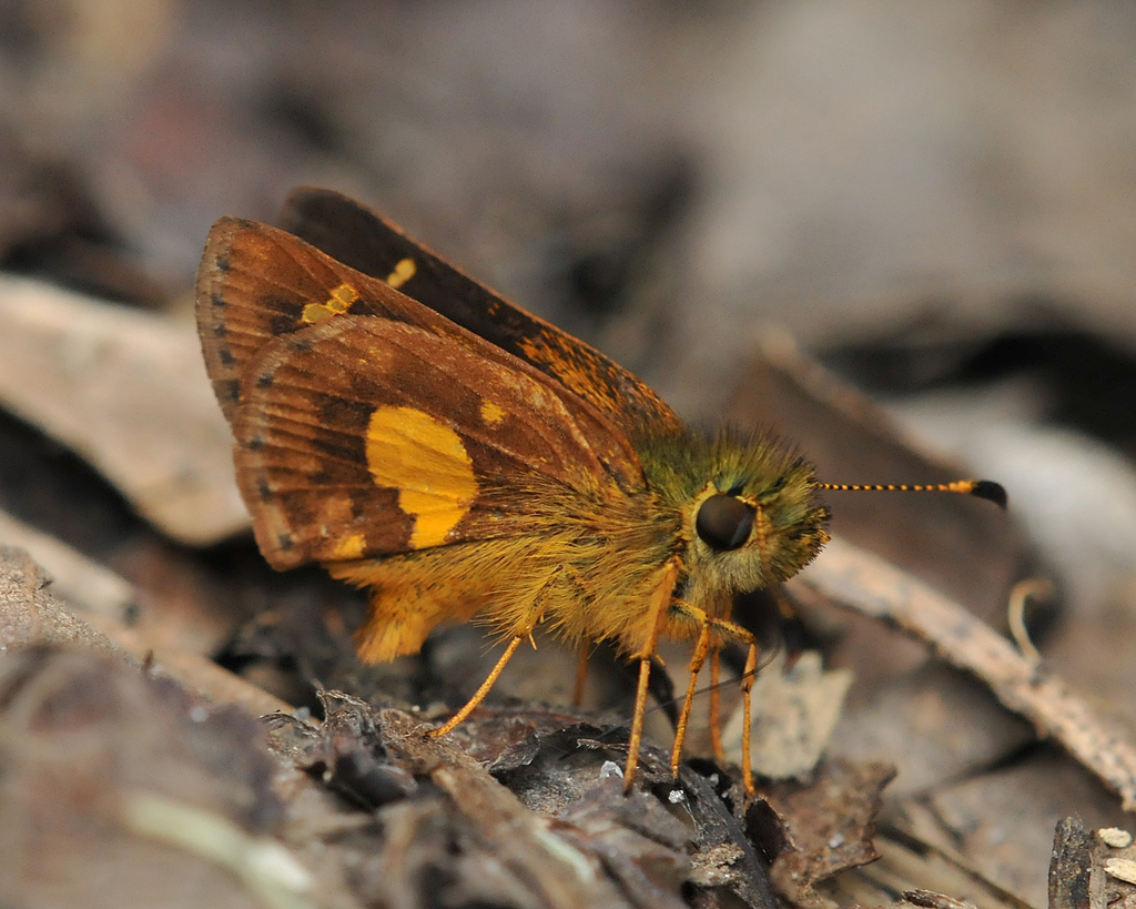 Mesoxantha Skipperling