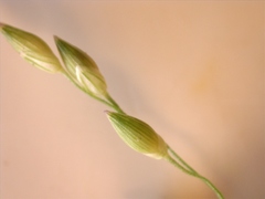 Panicum diffusum