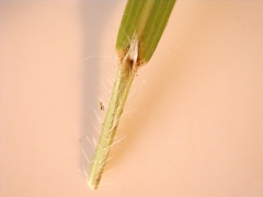 Panicum diffusum