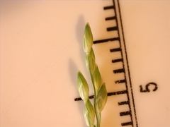 Panicum diffusum