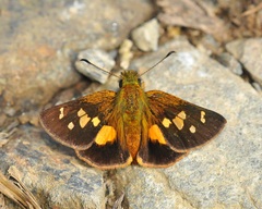 Dalla mesoxantha