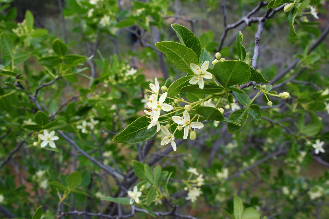 Ptelea