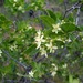Western Hoptree - Photo (c) Ken-ichi Ueda, some rights reserved (CC BY-NC-SA)