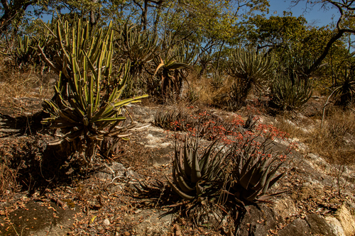 Aloe chabaudii image