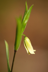 Uvularia puberula