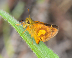 Dalla mesoxantha