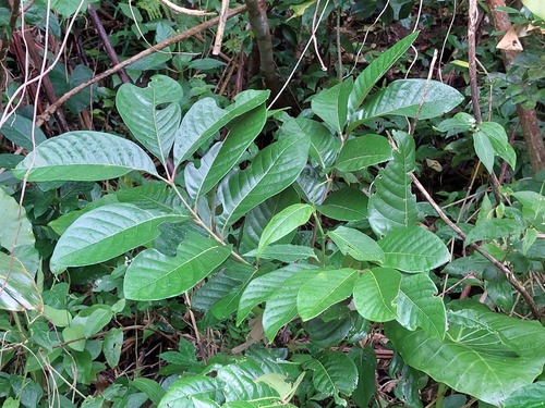 Aglaia rimosa (Aglaia rimosa)