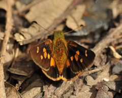 Dalla mesoxantha