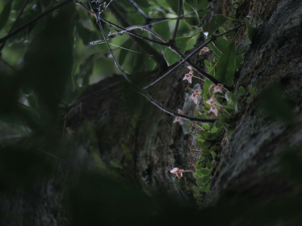 Bulbophyllum tenuislinguae