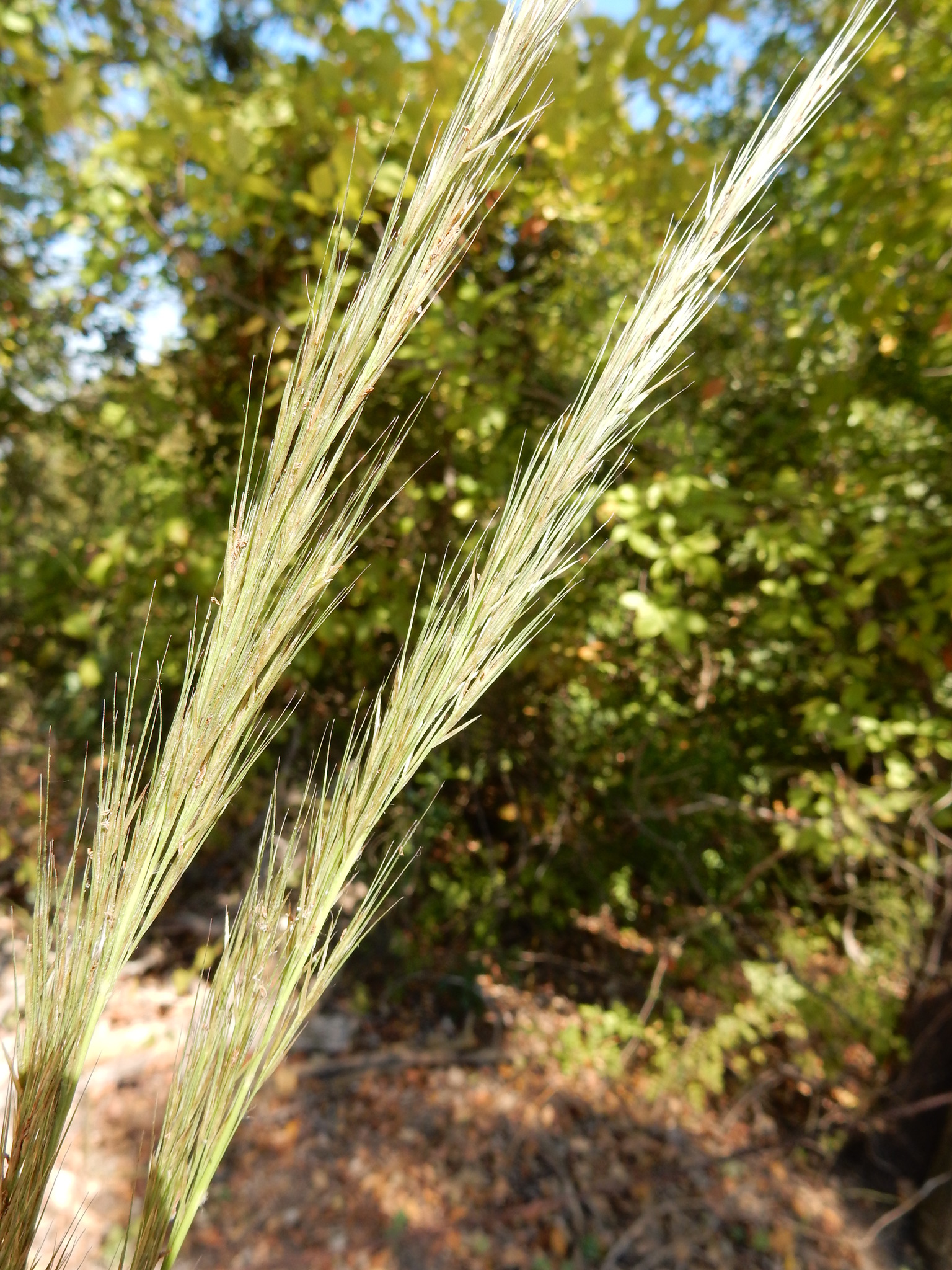 Aristida lanosa