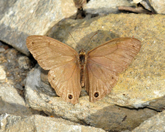 Euptychoides laccine