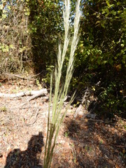Aristida lanosa