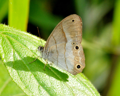 Euptychoides laccine