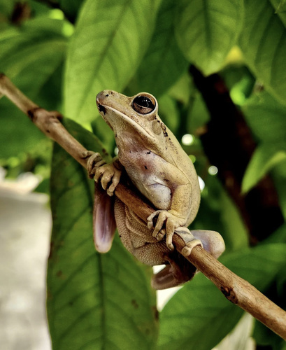 Chaco Tree Frog