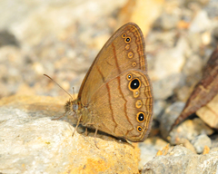 Hermeuptychia harmonia