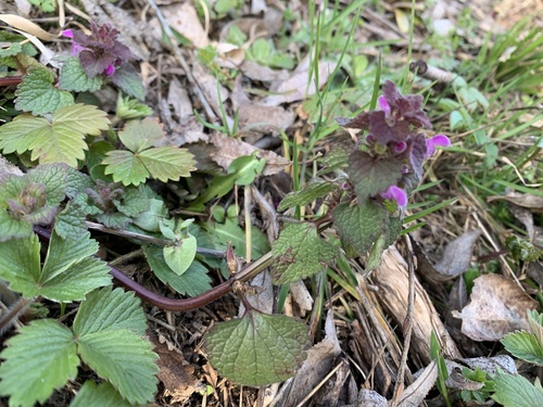 Crvena mrtva kopriva (Lamium purpureum)