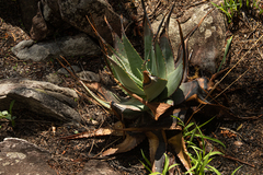 Aloe chabaudii image