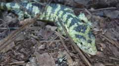 Abronia taeniata