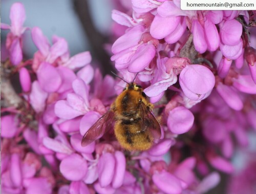 Red-legged Bumble-bee Carpenter