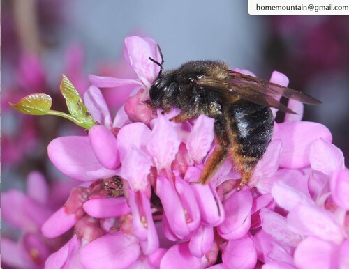 Red-legged Bumble-bee Carpenter