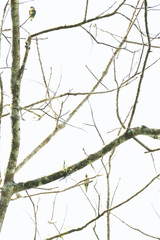 Eupsittula nana image