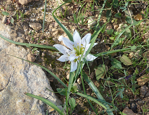 Colchicaceae image