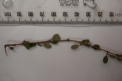 Coprosma colensoi