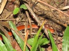 Oxyrhopus melanogenys