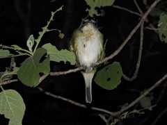 Vireo