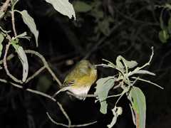 Vireo