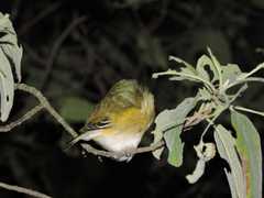 Vireo