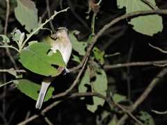 Vireo